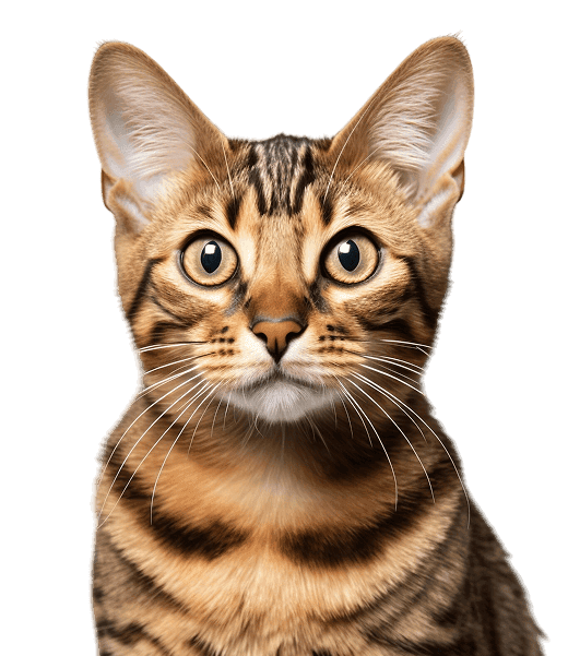 cute cat