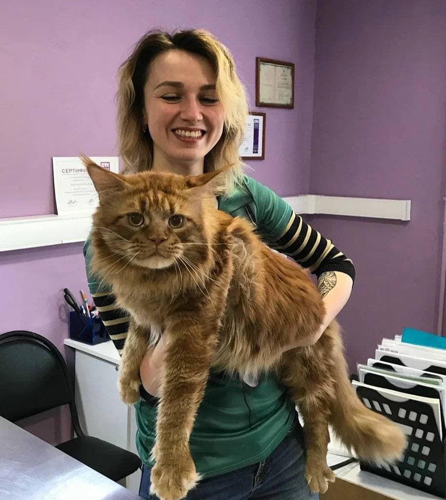 Ветеринар с котом в клинике Горностай